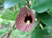 ARISTILOCHIA /GIGANTEA