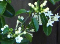 STEPHANOTIS FLORIBUNDA