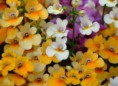 NEMESIA SUNSIATA