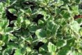 PLECTRANTHUS/COLEOIDES