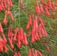 RUSSELIA EQUITIFORMIS